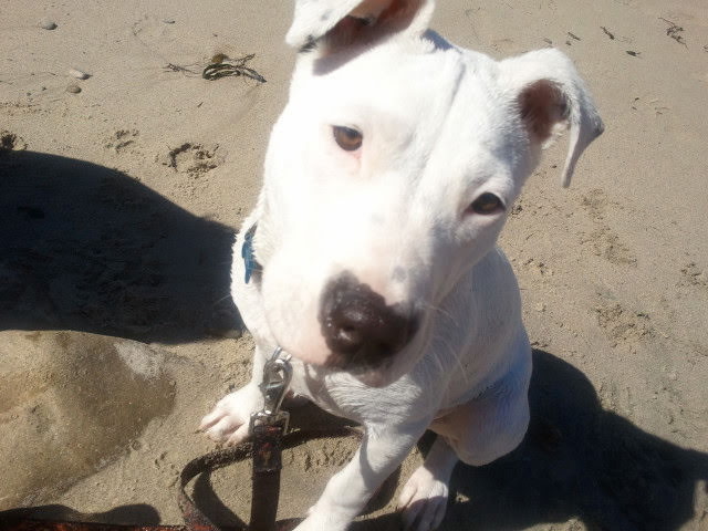 A white dog sitting on the beach and looking up at the camera